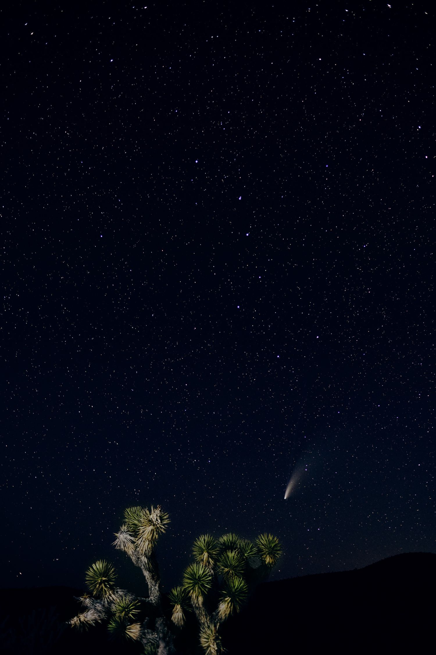 Comet NEOWISE streaks across a starry night sky above a Joshua tree silhouette in the desert.