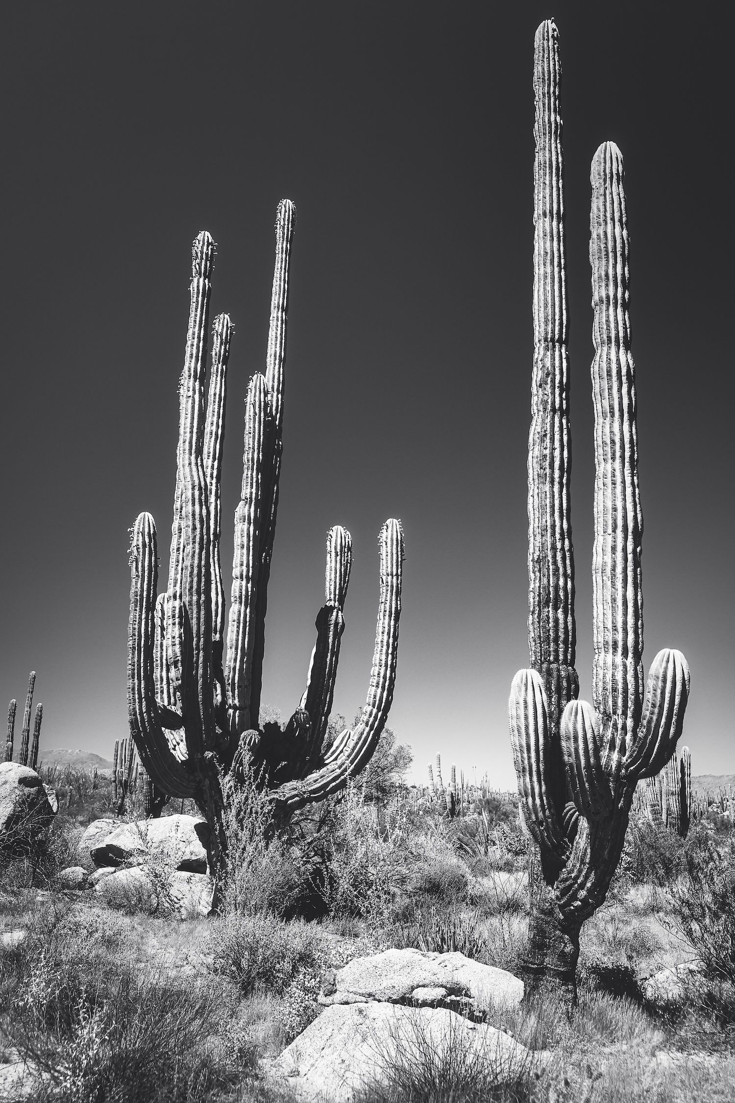 Tall saguaro cacti in black and white desert landscape with rocky terrain and clear sky.