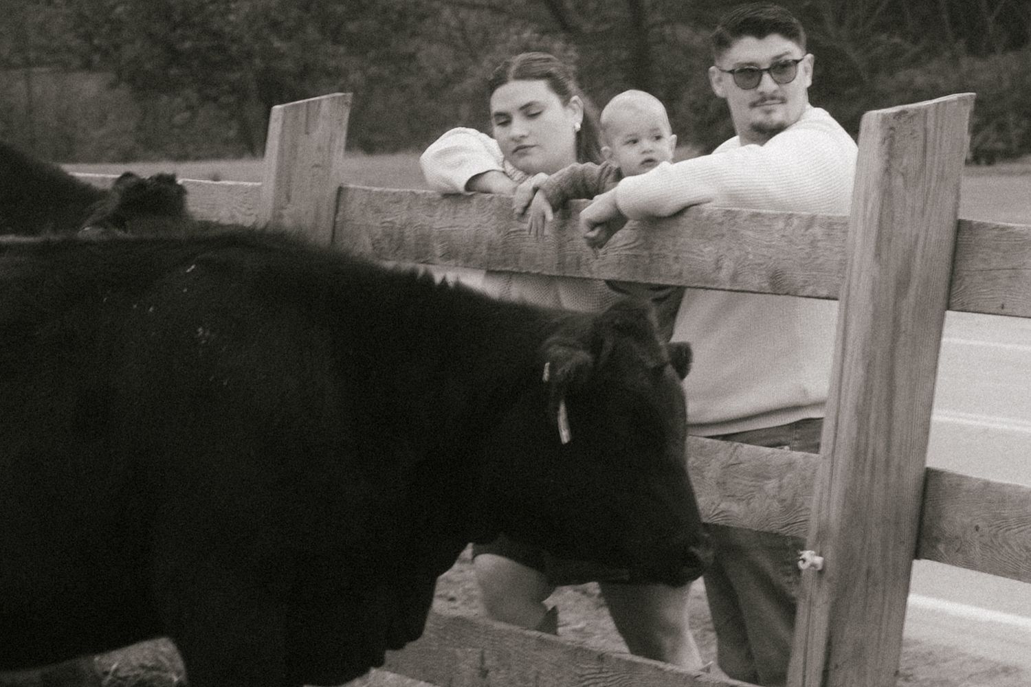 People sitting on wooden benches in black and white vintage style photograph. flint farm Milan nh, cows