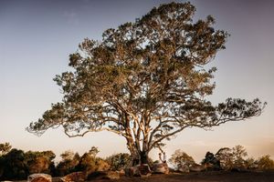 Large tree silhouetted against dramatic sunset sky with golden light filtering through branches.
