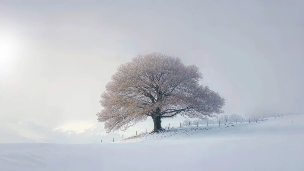 Lone tree on snowy hillside with dramatic winter sky and fence line.