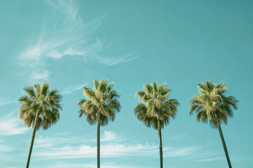 Four tall palm trees lined up against a vibrant turquoise sky.