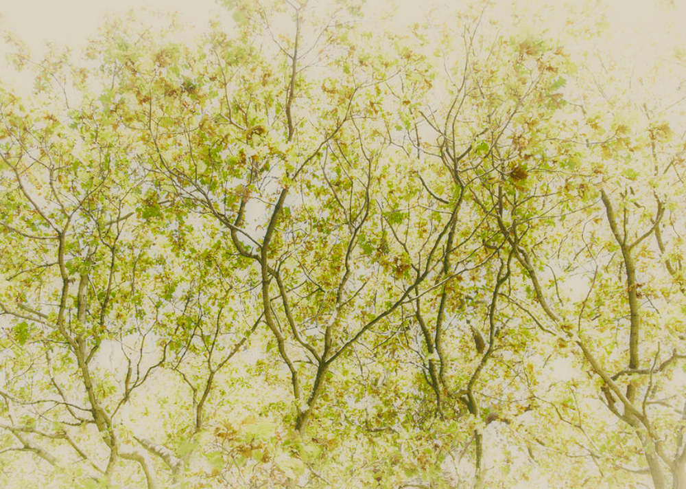 Delicate tree branches with fresh spring leaves creating a natural pattern.