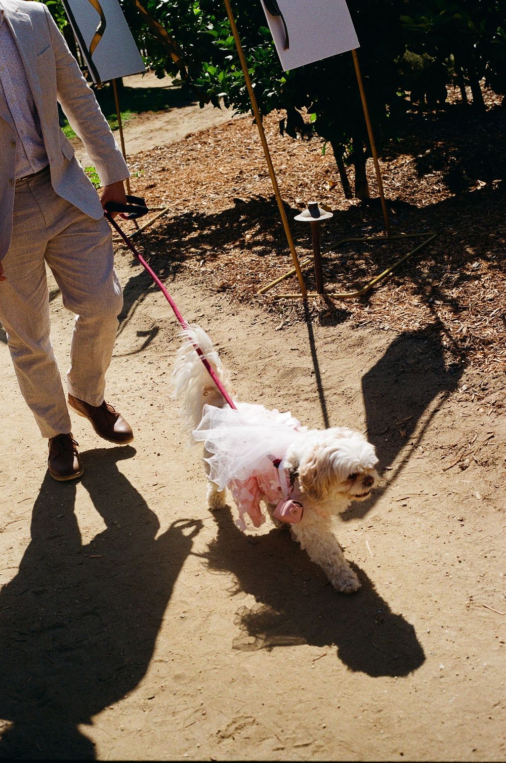 An Orange County film photographer captures a candid moment of the couple's dog during their outdoor garden wedding.