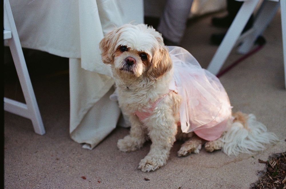 Adorable film picture of the couple's dog (pet) posing during the Gold Coast Farms wedding reception in Aliso Viejo.