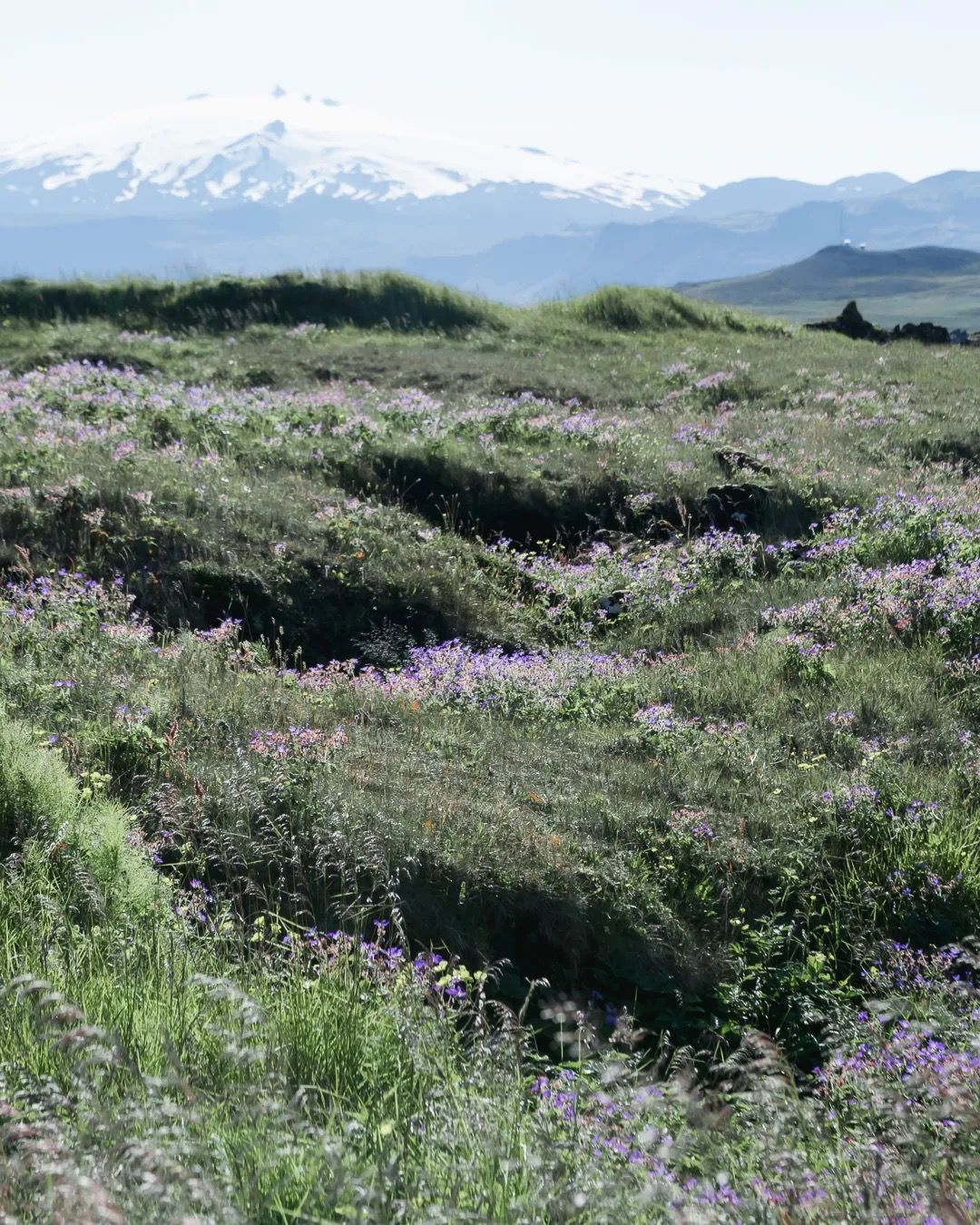 Rolling green highlands with distant snow-capped mountains under a soft sky.