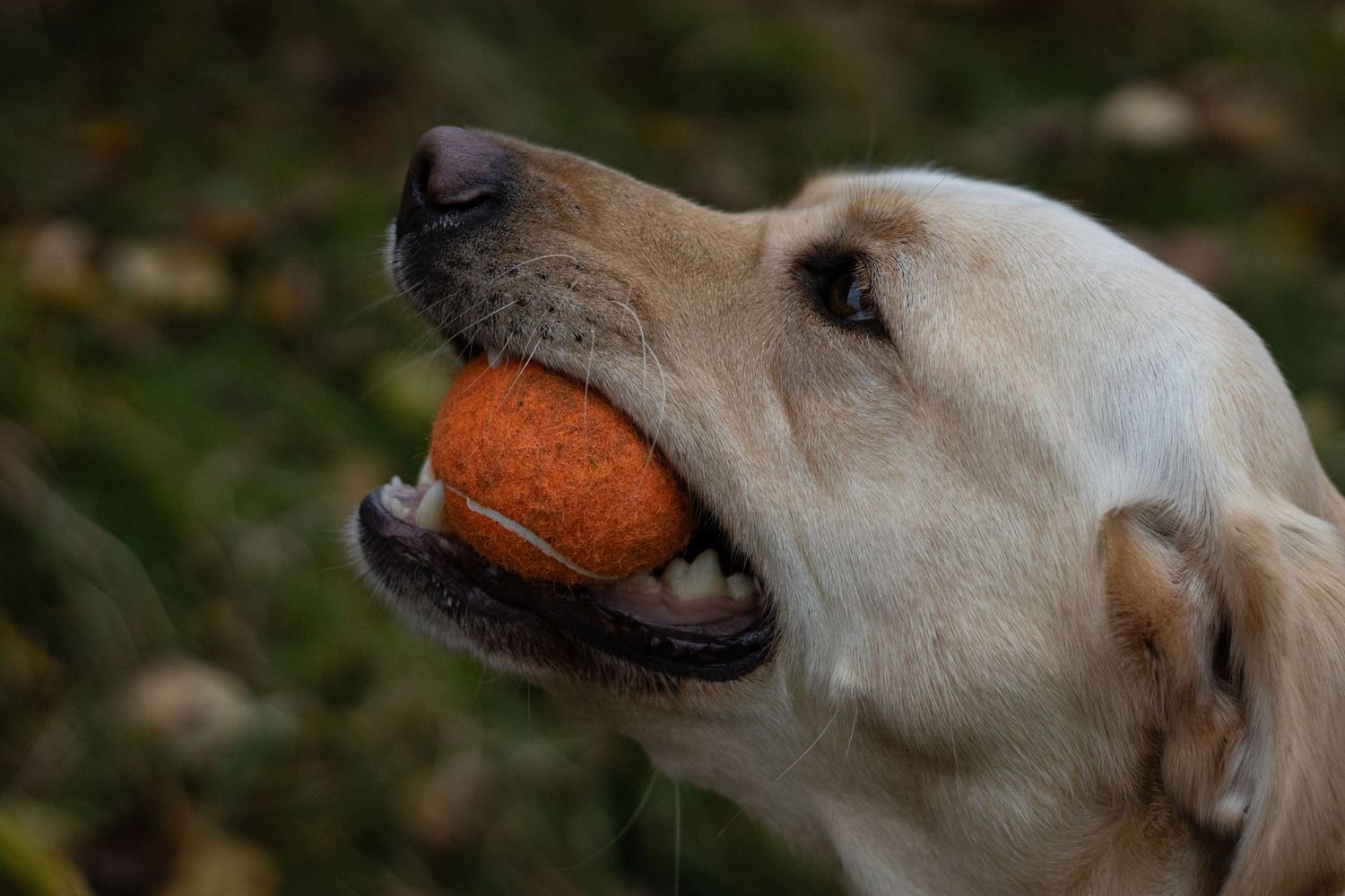 Photograph of a White Labrador Retriever holding an orange tennis ball by Woodland Workbench