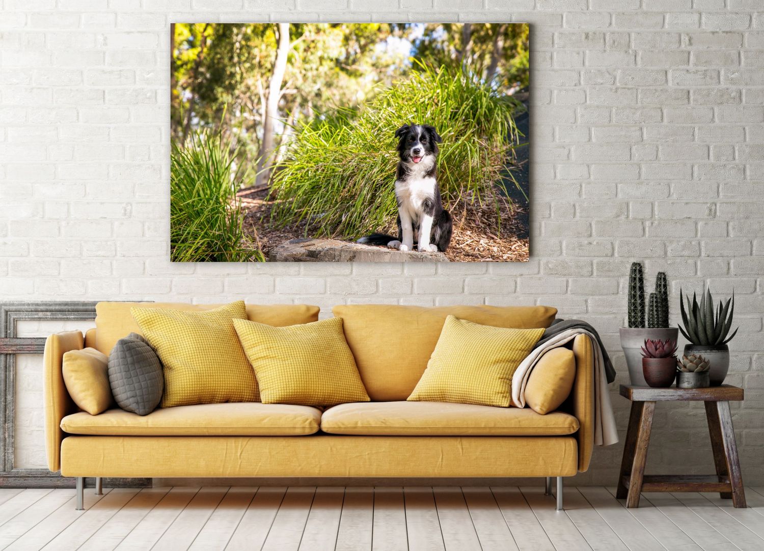 Adelaide Pet Portrait Photography