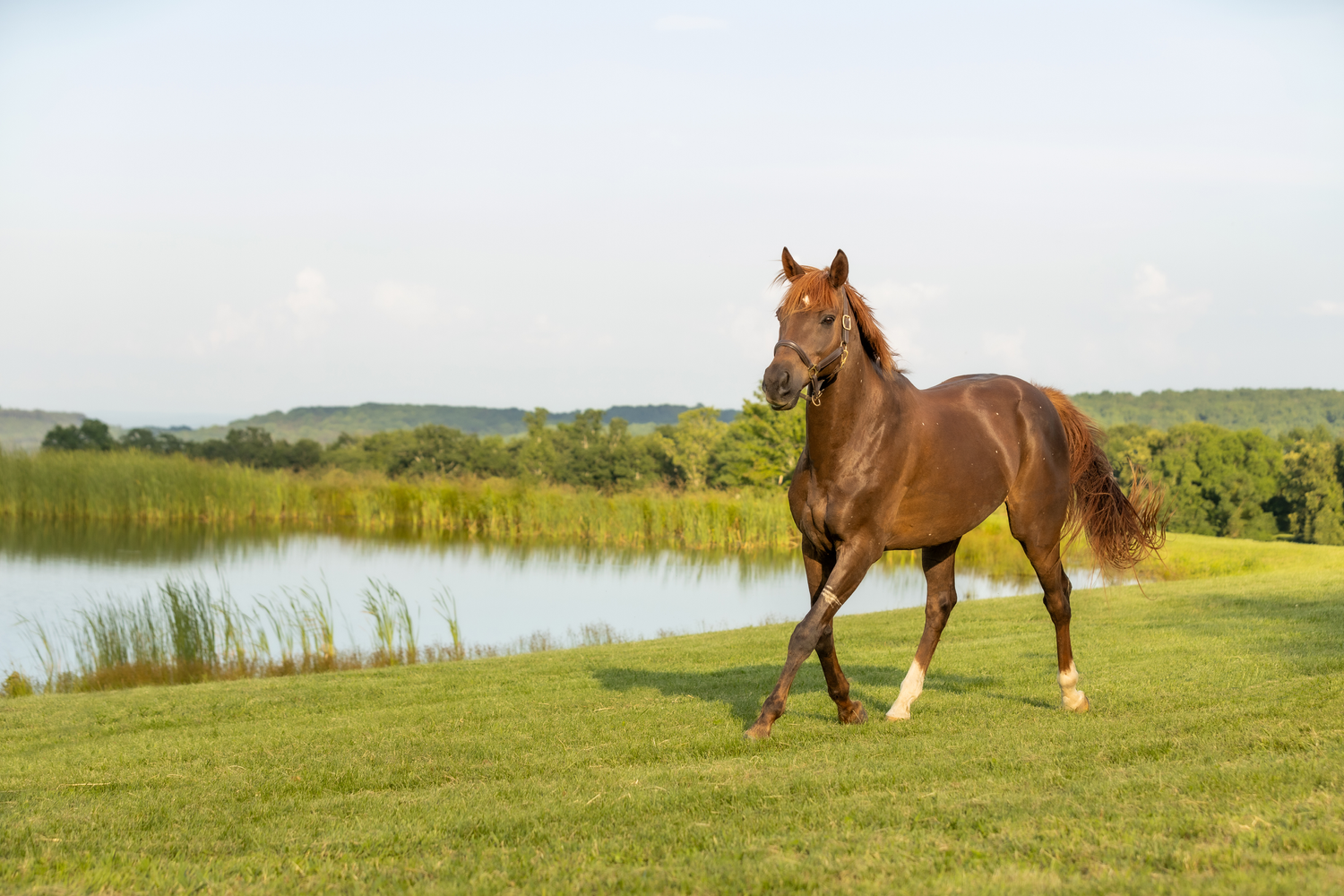 Chestnut horse galloping freely across grassy meadow with pond in background.