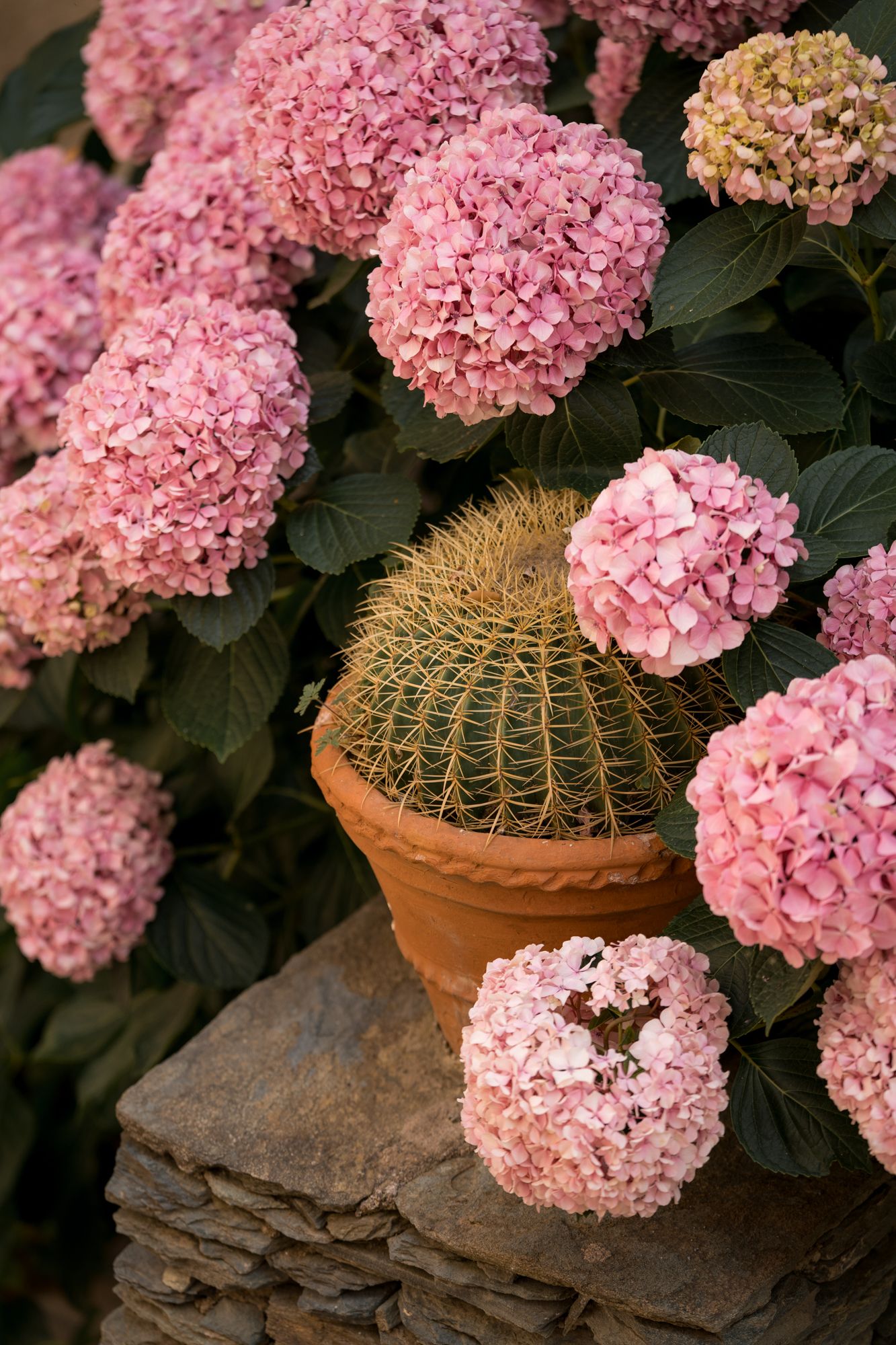 hortensias roses et cactus