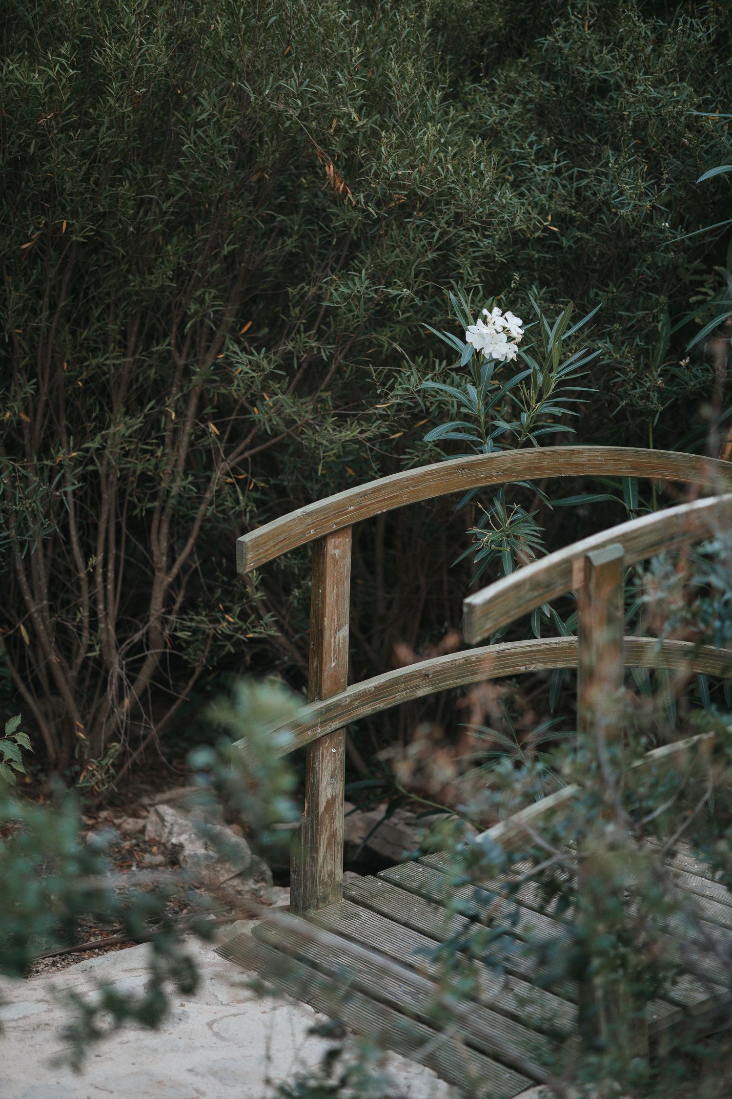 Rustic wooden footbridge winding through lush green foliage in a garden setting.