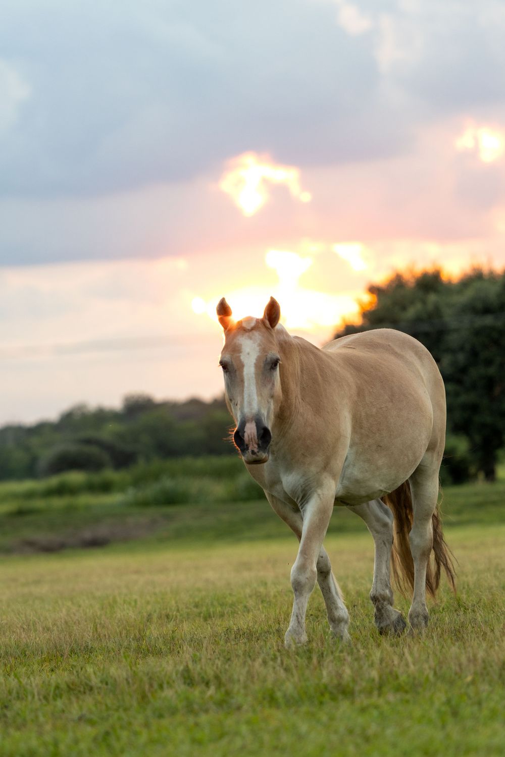Pretty palomino mule stand together in a pasture at sunset.