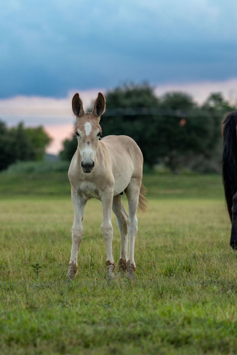 Young cream-colored foal stands alert in a green pasture under cloudy skies.