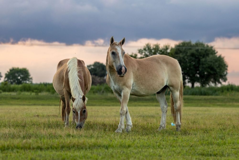 Several light-colored horses gather together in a grassy field at dusk.