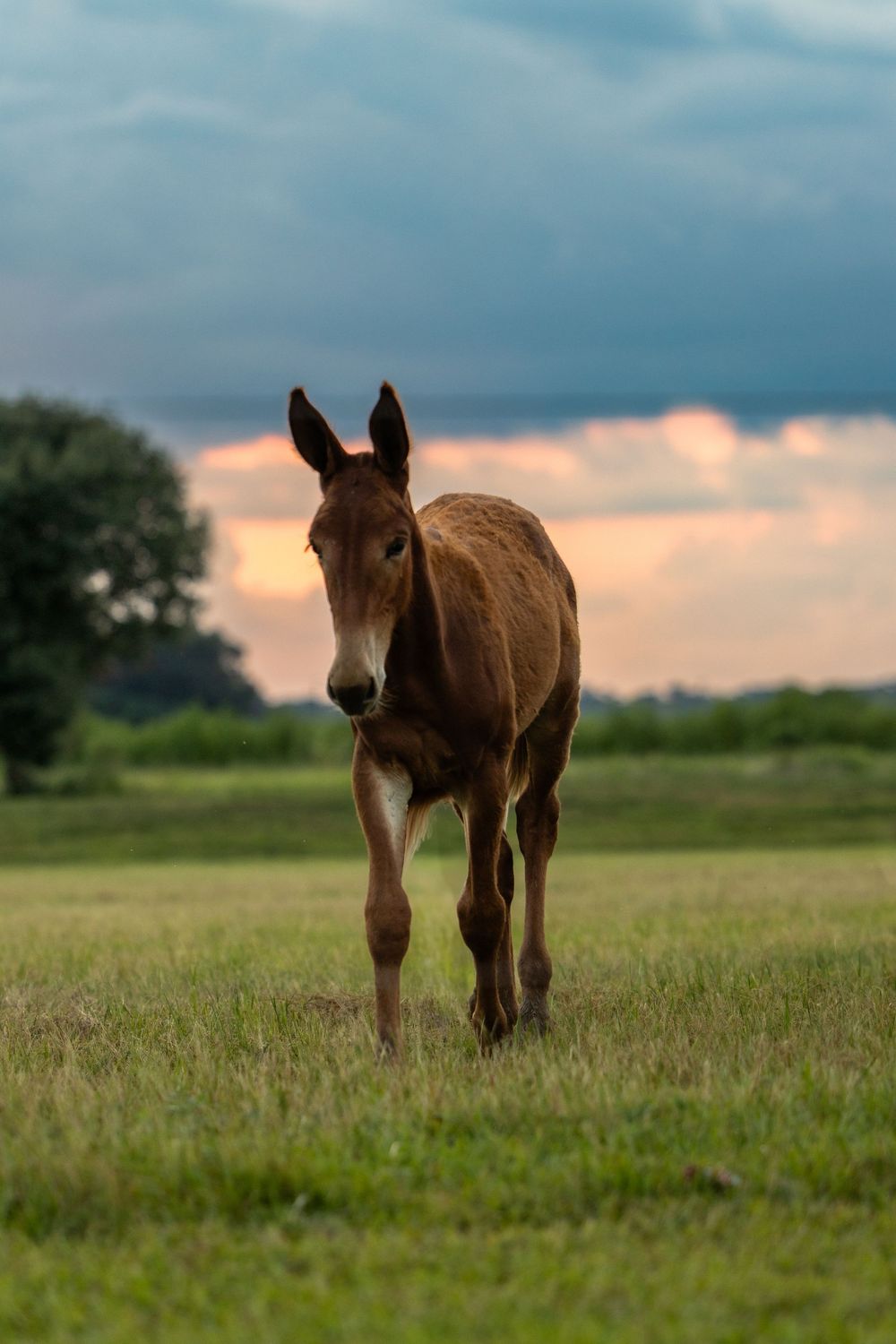 Brown mule foal walks through a grassy field during sunset.