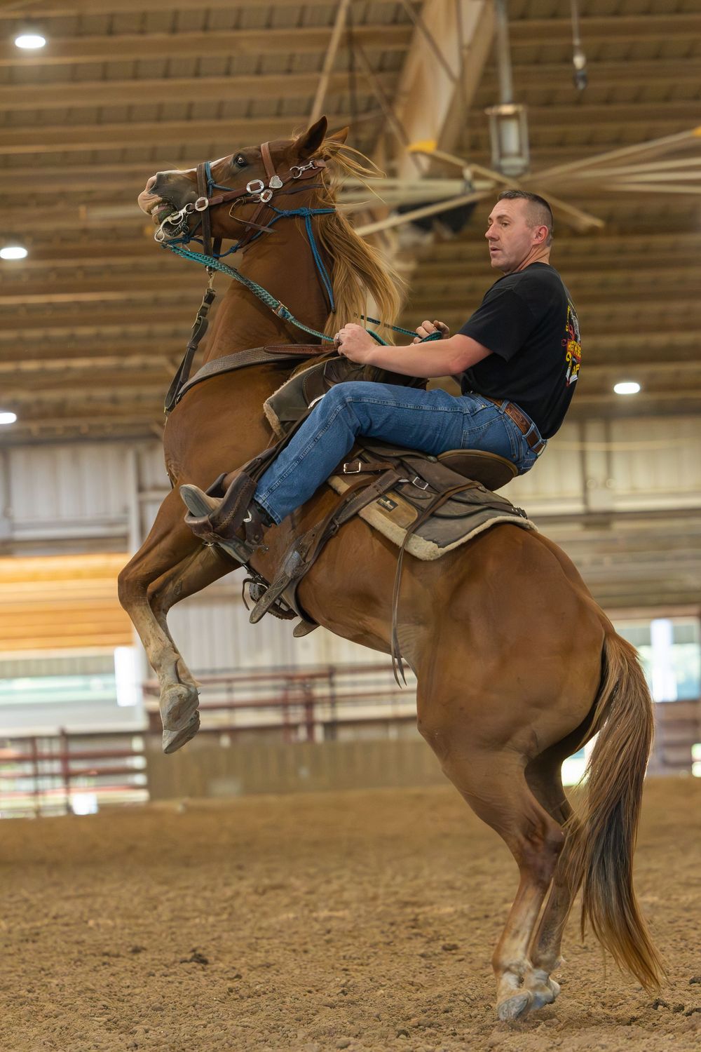 A brown horse rears up dramatically during training in an indoor riding arena.