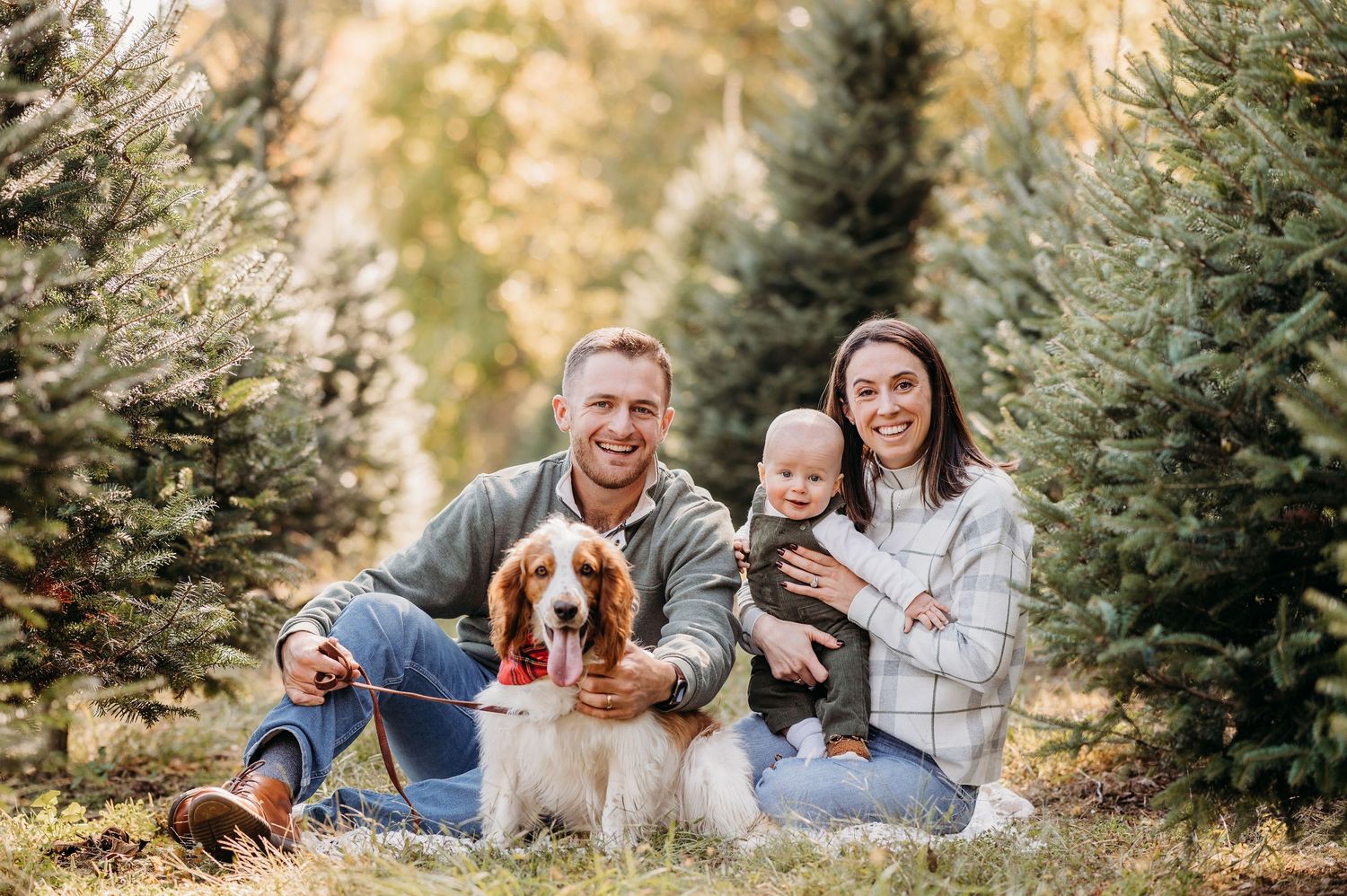 Family and their Welsh Springer Spaniel dog pose together among evergreen trees at Christmas tree farm.