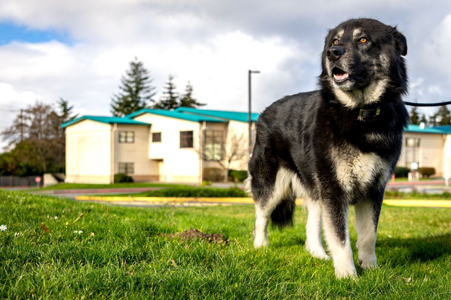 Majestic Alaskan Malamute dog walking on grassy field with buildings in background.