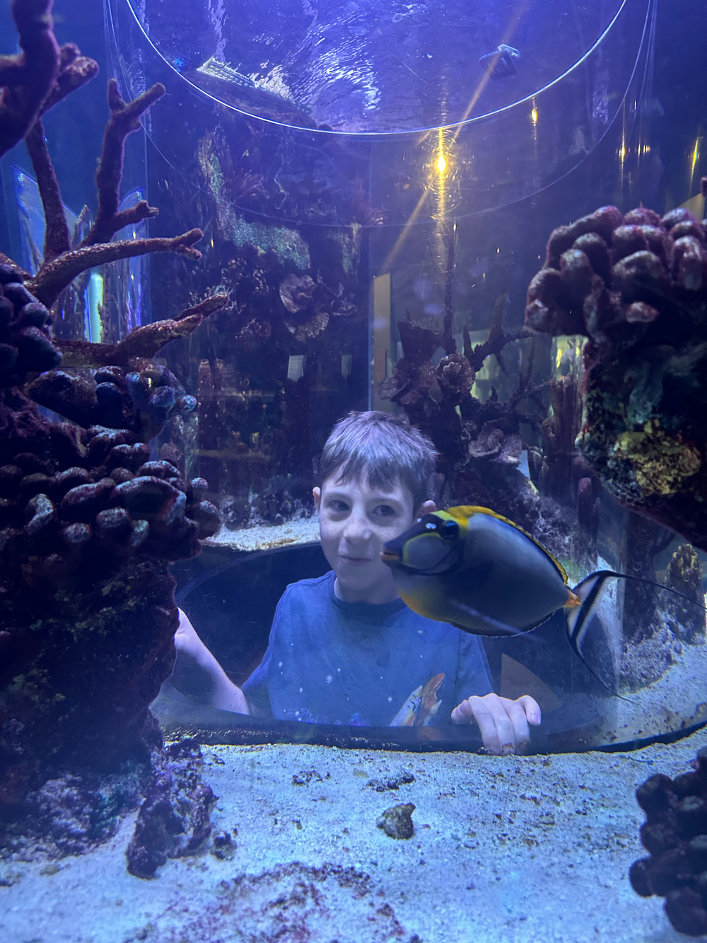 A stingray glides gracefully through a vibrant aquarium display with blue lighting and coral decorations in the background.