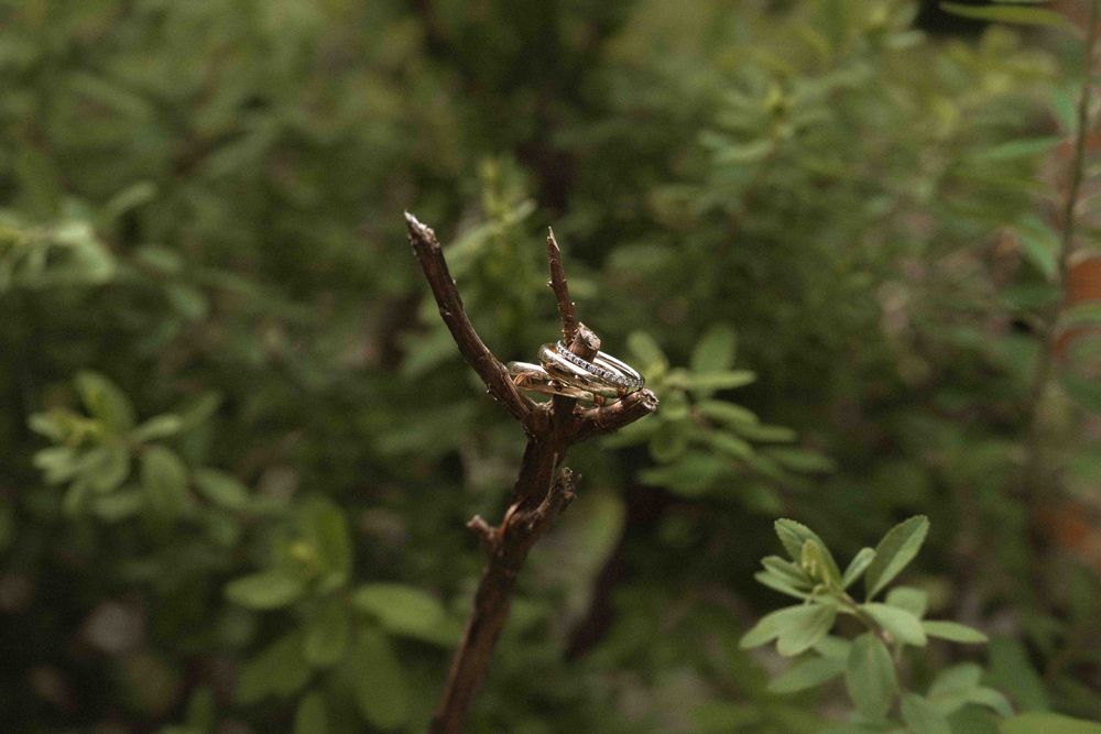 Close-up shots of green foliage and branches in outdoor setting.