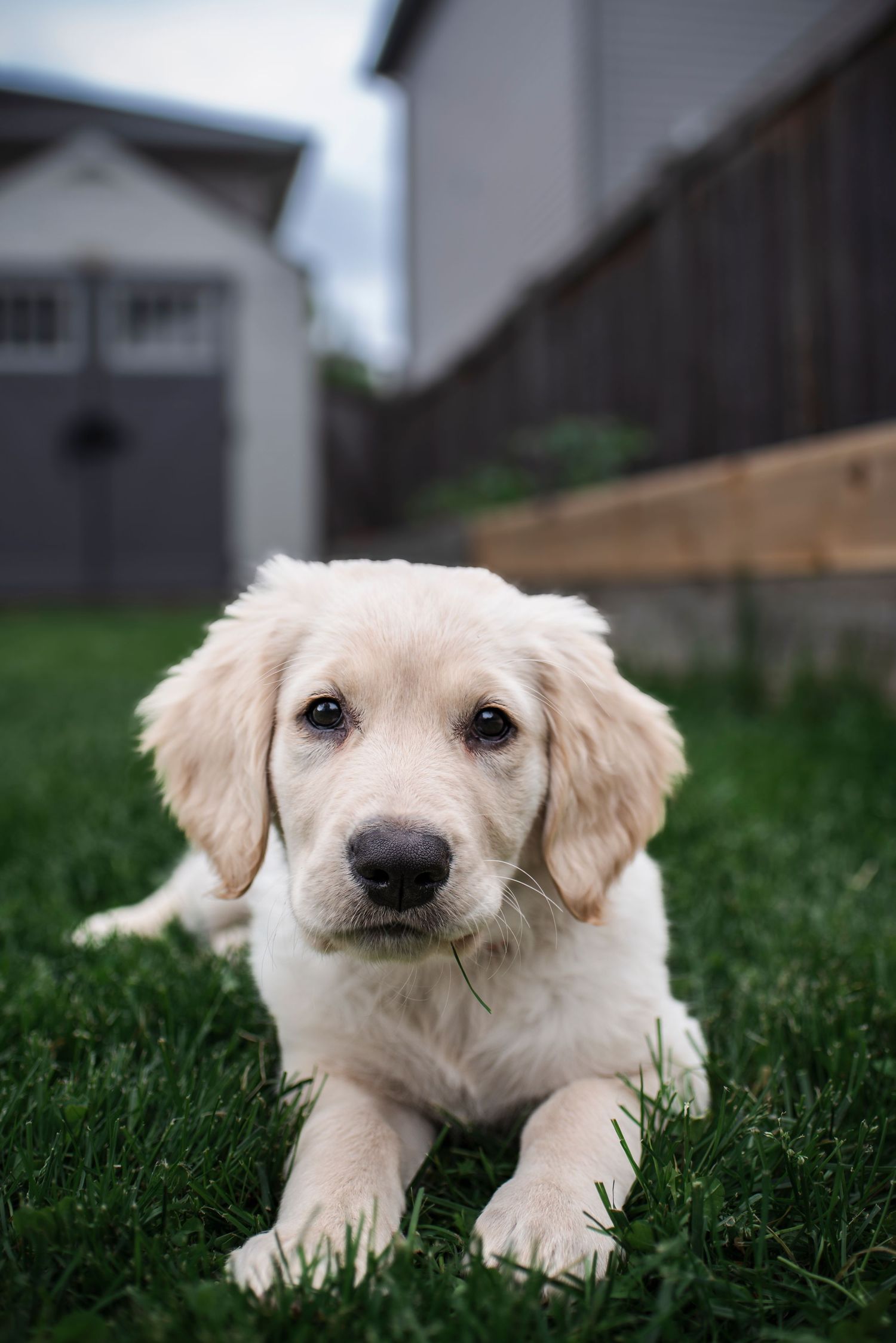 Close up views of an adorable cream colored Golden Retriever puppy lying in green grass and looking at the camera.