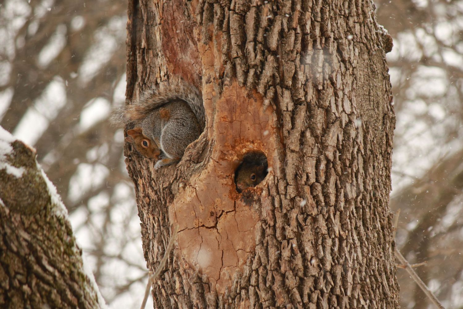 Nature Photo of squirrels in the winter.