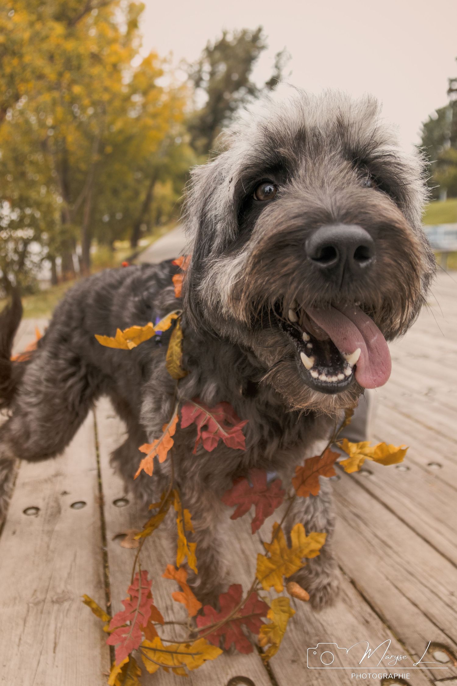 Shaggy grey dog with autumn leaves on wooden boardwalk displays joyful expression.