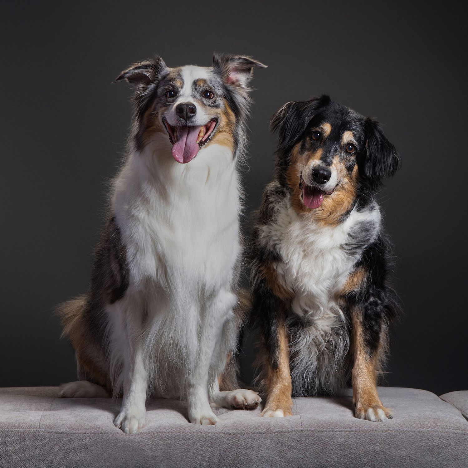 Two happy Australian Shepherd dogs sitting together on a gray bench against a dark studio background at a pet photography studio in Lakeway.