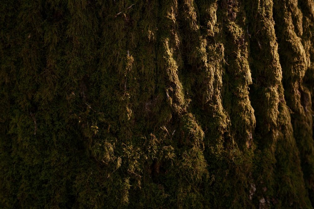Close-up of dark tree bark covered in lush green moss in a natural forest setting.