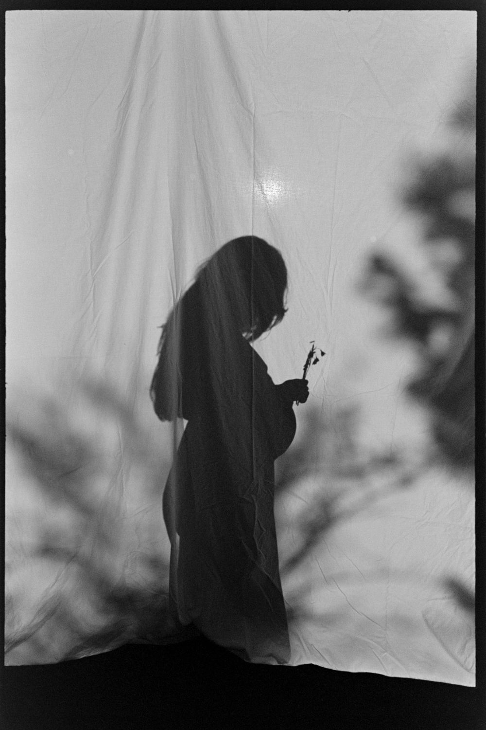 Silhouette of a person holding a flower against a white draped fabric backdrop with tree shadows.