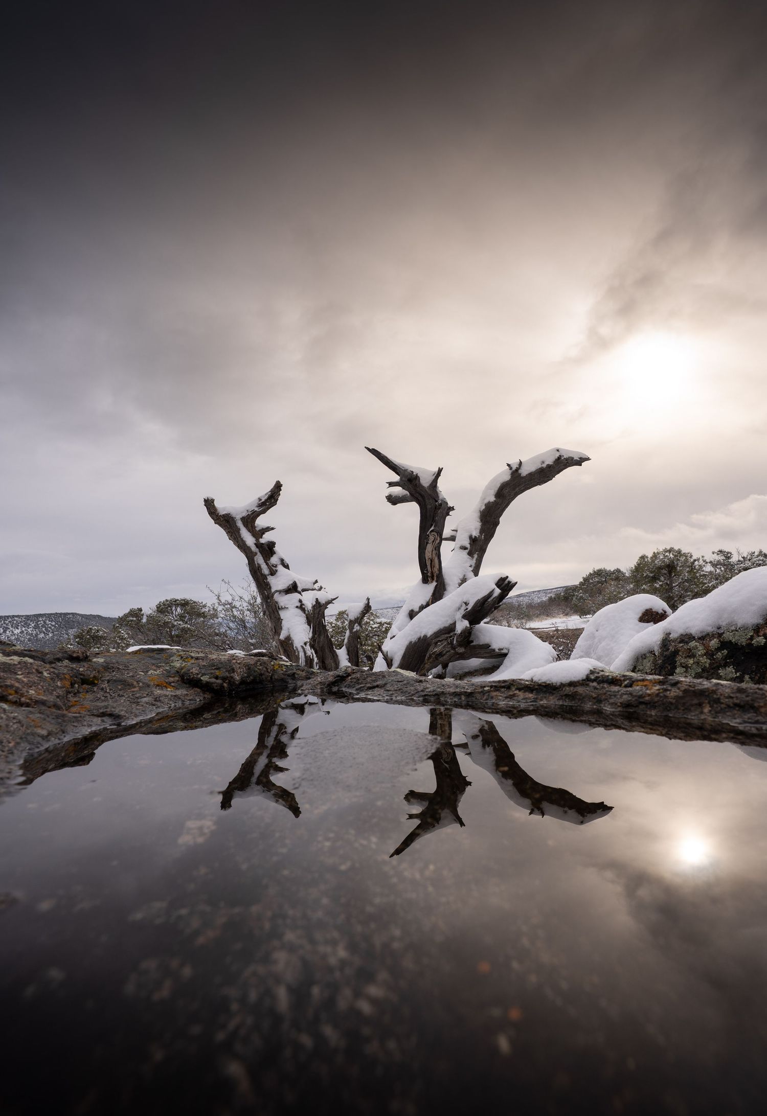 A reflection of a snow-covered tree in Black Canyon of the Gunnison National Park, Colorado.