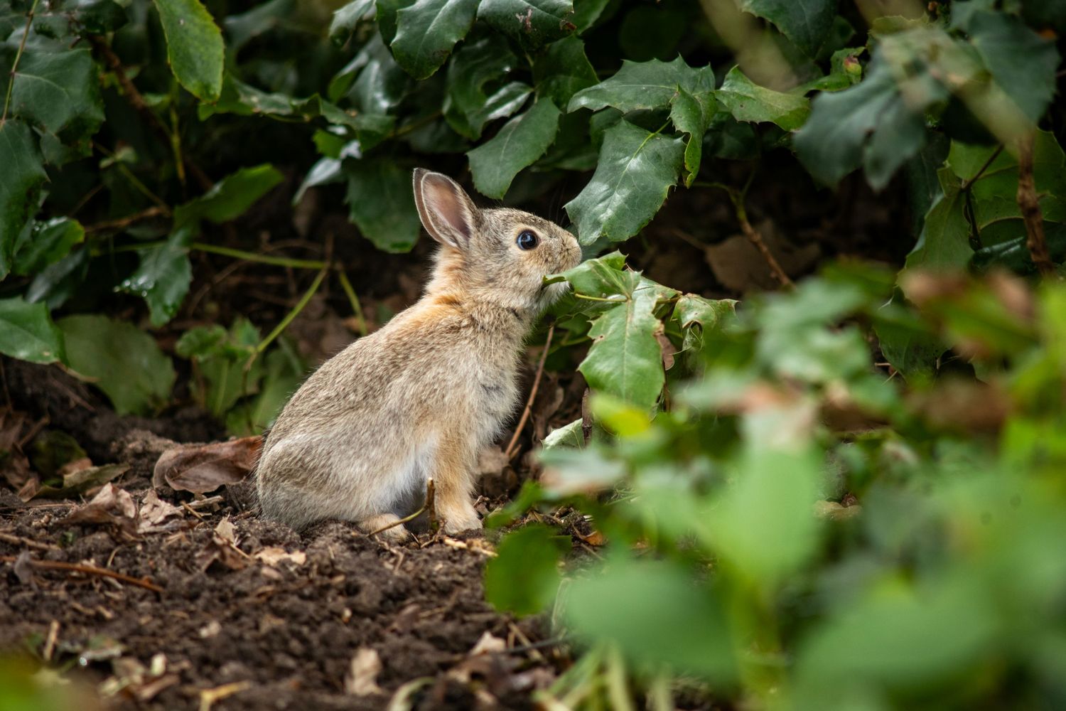 A small wild cottontail rabbit nibbling on green leaves among garden plants and mulch.