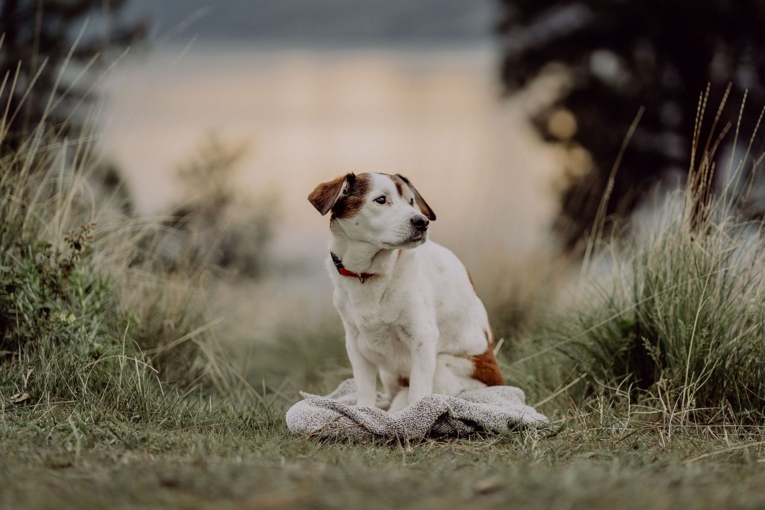 A white and brown dog sitting on grass near tall green plants with a blurred lake in the background.