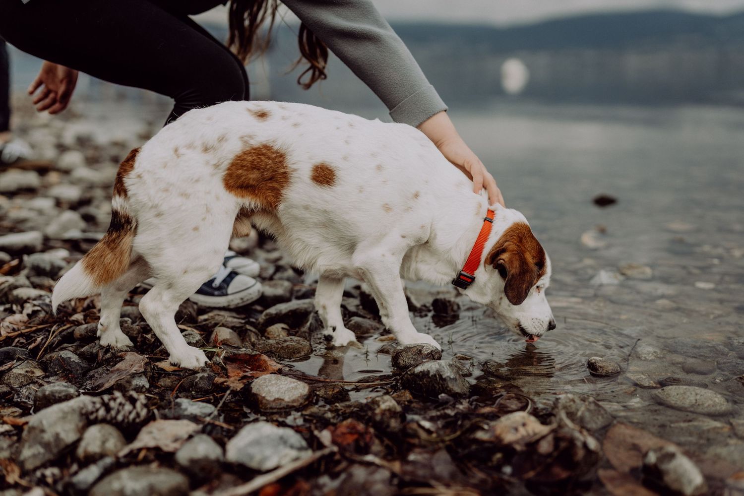 A white and brown dog sniffs rocky shoreline while a person gently pets it near calm lake waters.