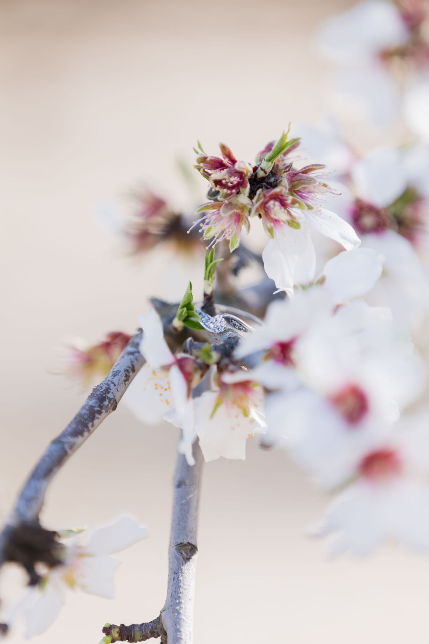 Close-up of delicate white cherry blossom flowers and pink buds blooming on a branch in early spring.