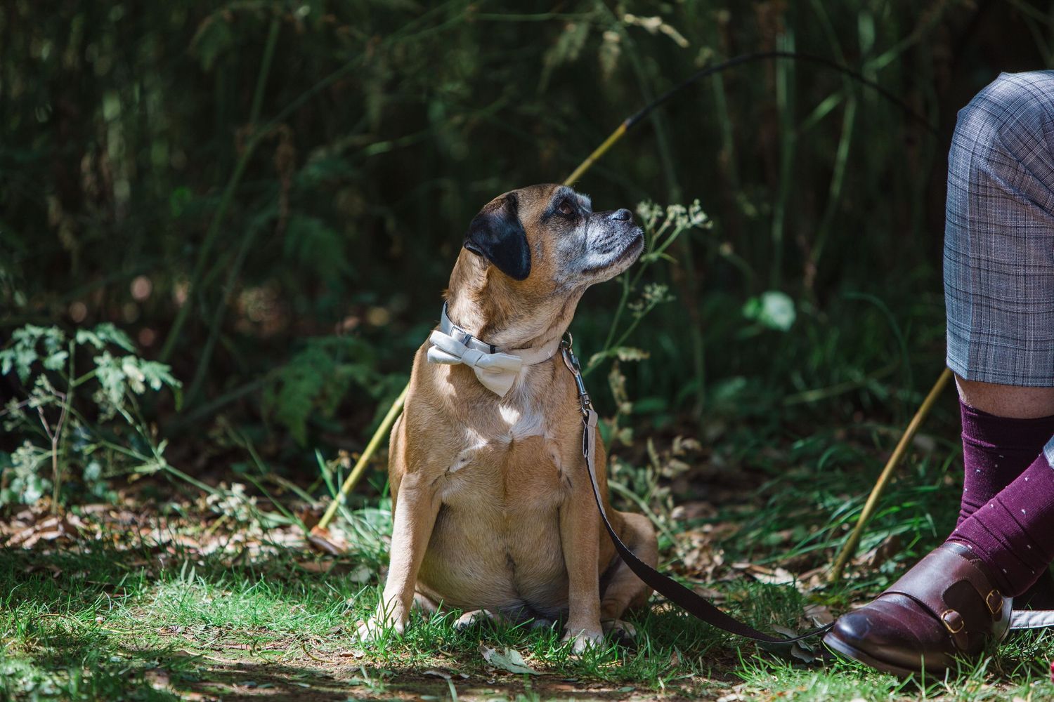 A tan dog sits attentively on grass near a person wearing purple boots, surrounded by lush green foliage.