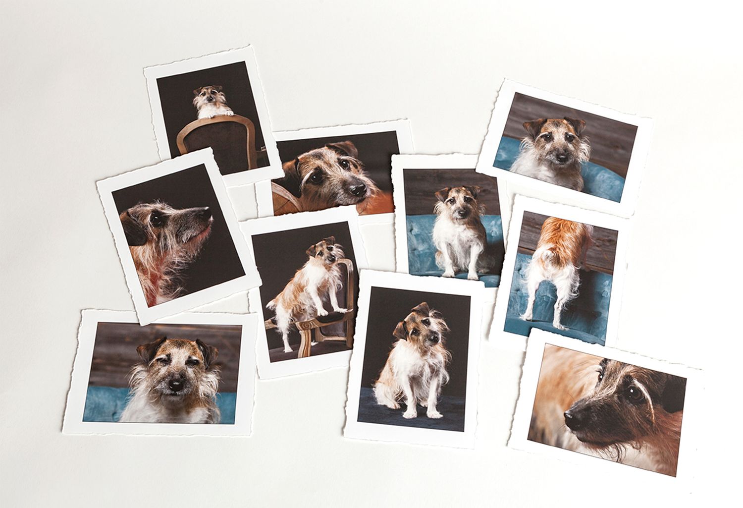 Multiple fine art photos of an adorable Jack Russell Terrier puppy scattered on a white surface.