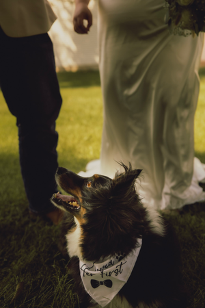 A dog wearing a wedding bandana looks up adoringly at a bride and groom standing on green grass.