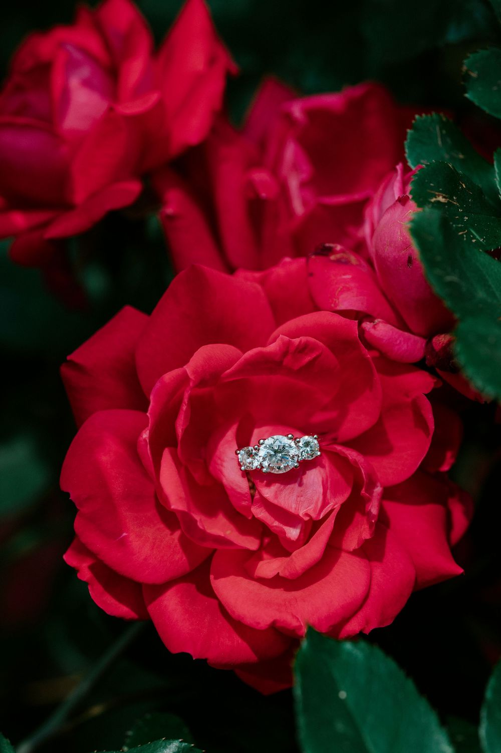 A diamond engagement ring nestled in the center of a vibrant red rose bloom.