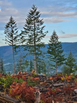 Tall pine trees overlooking a mountain valley with colorful foliage in the foreground