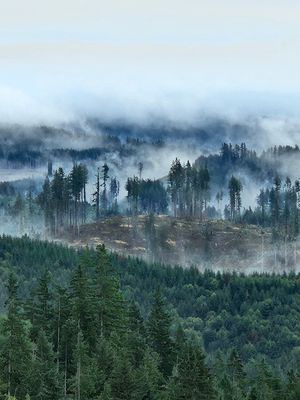 Mist rolling through a dense evergreen forest on a hillside