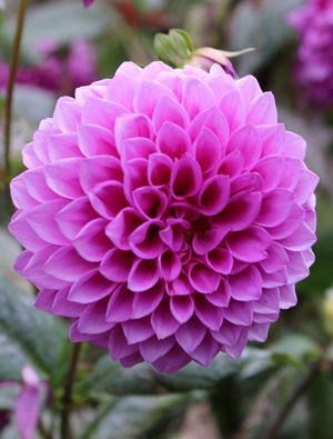 Close-up of a vibrant pink dahlia flower in bloom