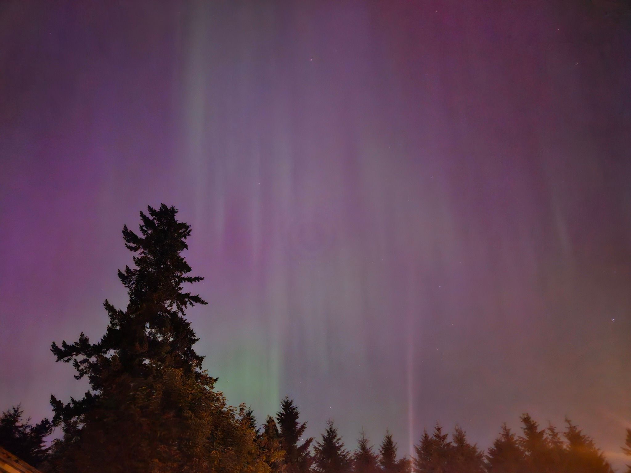 Northern lights glowing above silhouetted evergreen trees at night