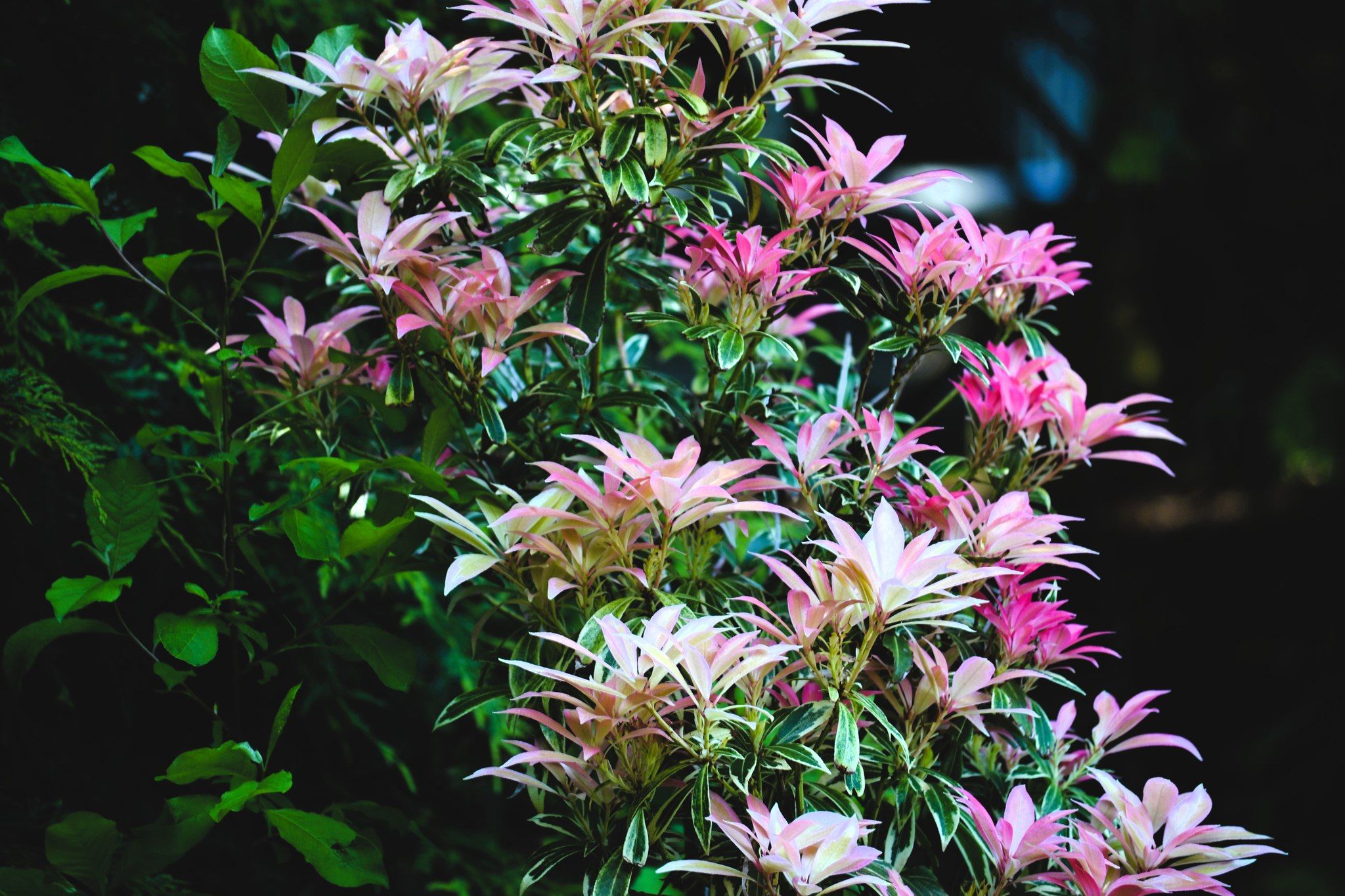 Pink and white variegated plant leaves in a garden setting with lush green foliage