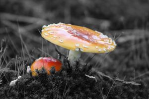 Orange and white mushroom growing in a forest with a soft blurred background