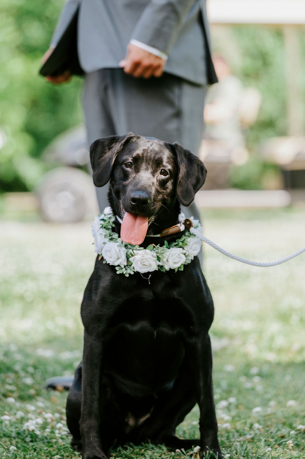A black Labrador wearing a floral white rose collar sits on grass during an outdoor wedding ceremony.