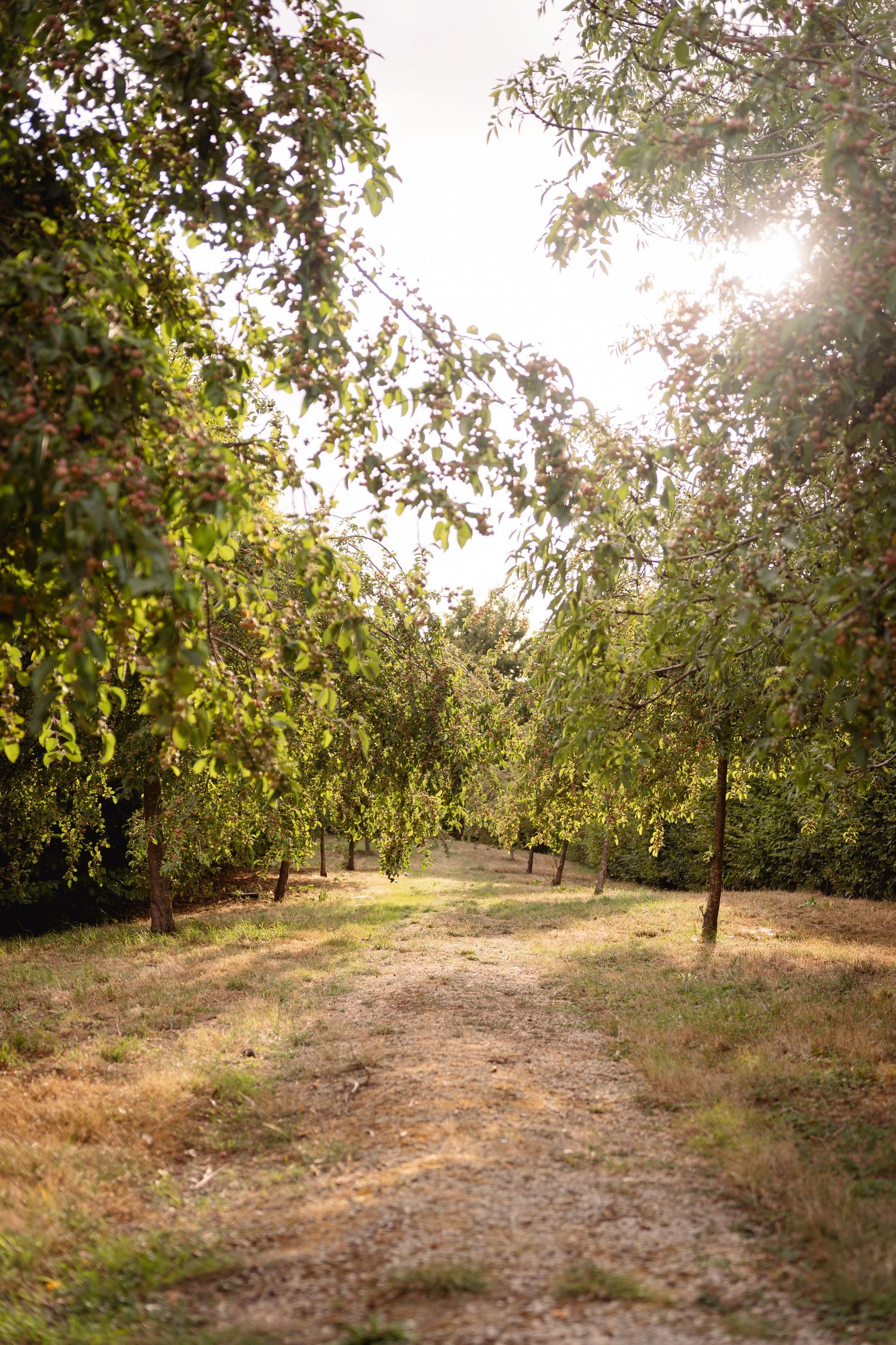Sunlit dirt path through rows of green fruit trees in an orchard on a warm summer day.
