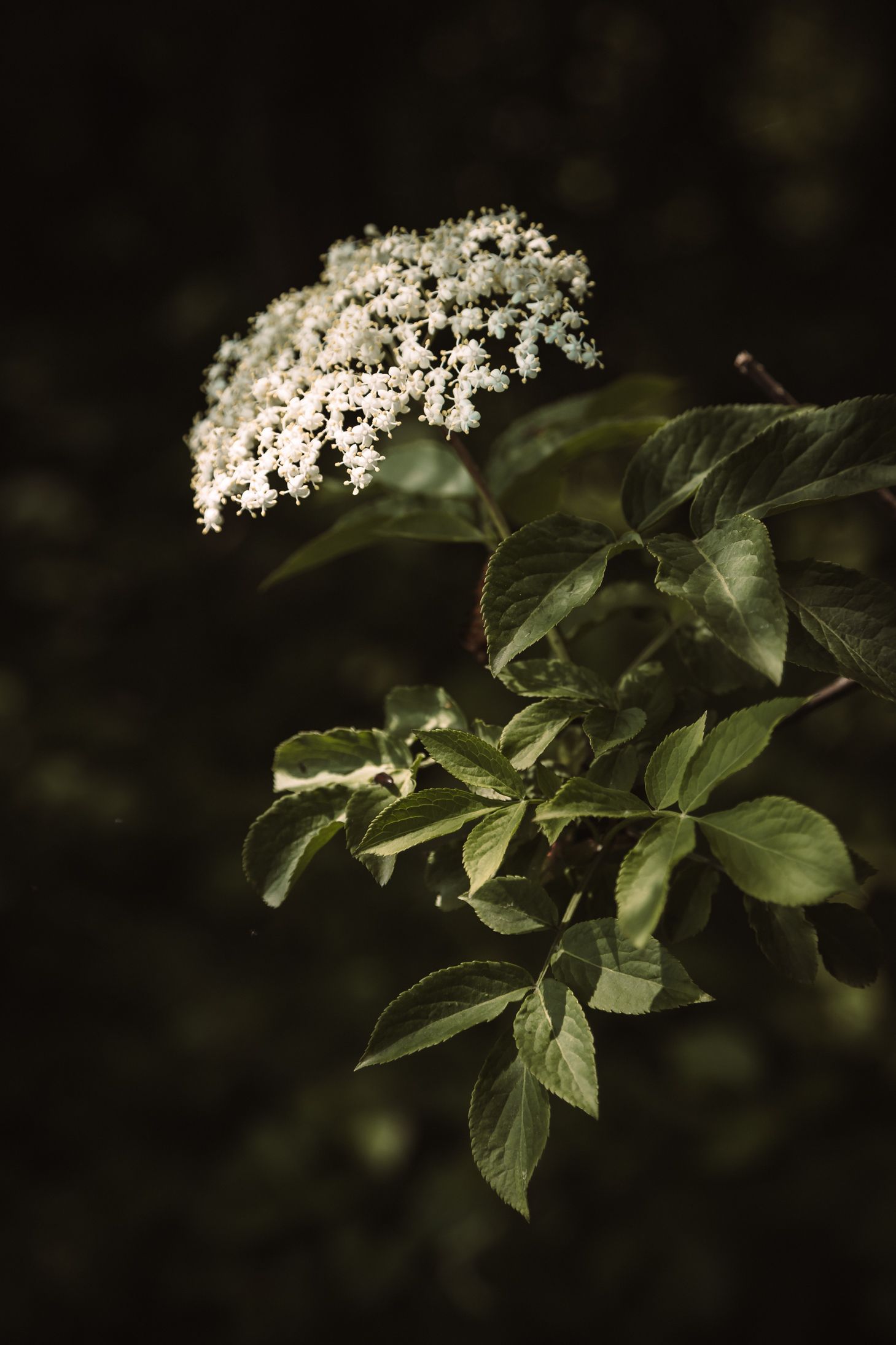 Retrouvez un mieux-être et équilibre grâce à la naturopathie à Chambéry.