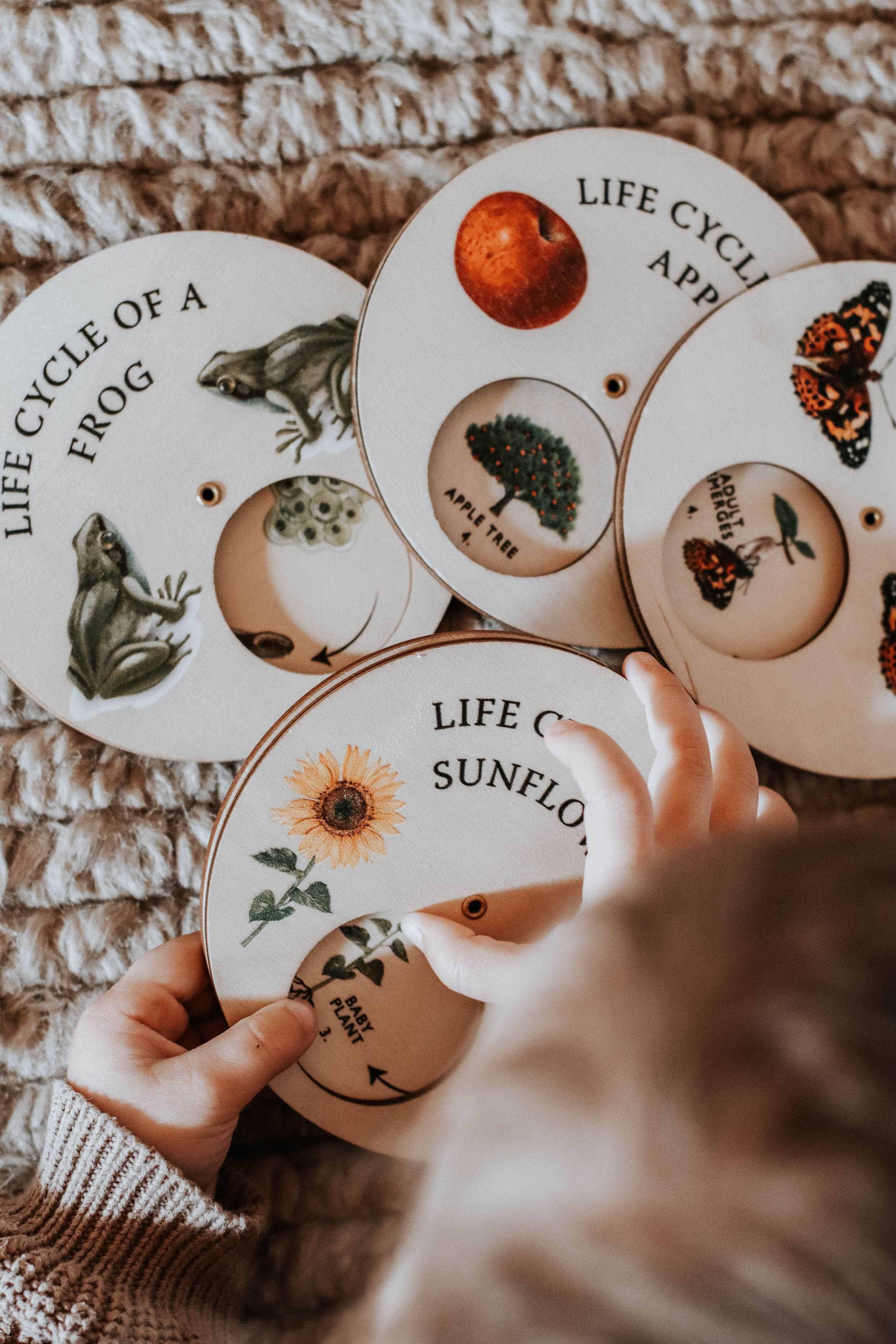 Child holding educational life cycle cards featuring a frog, apple, butterfly, and sunflower on a cozy knit background.