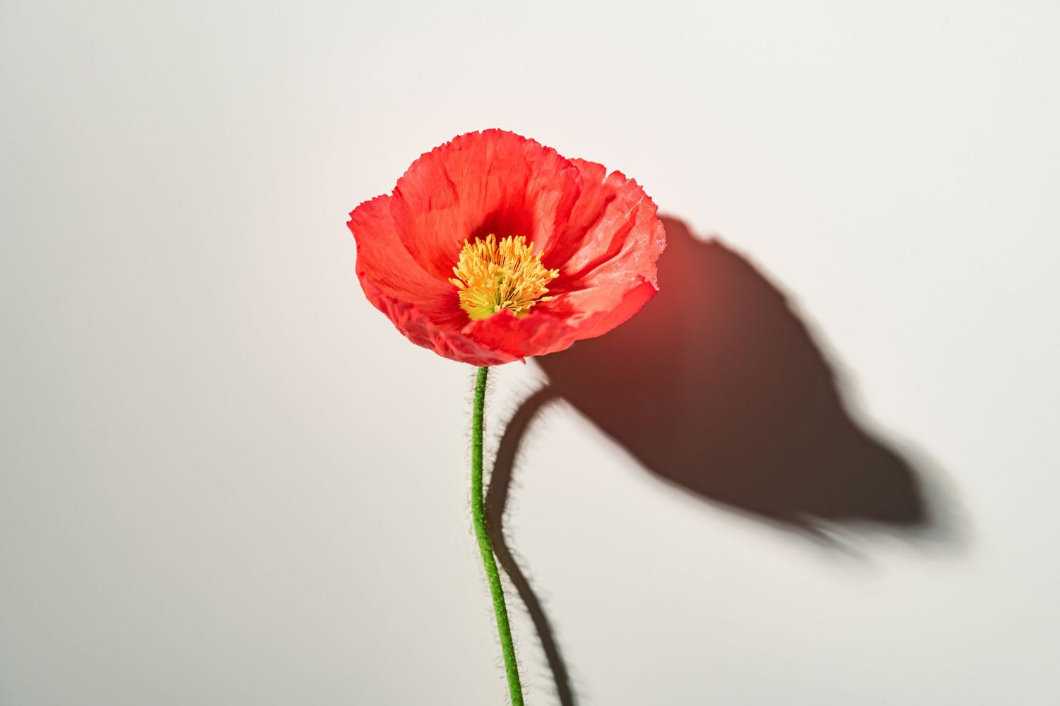 Flat lay of a California Poppy flower isolated against a white background
